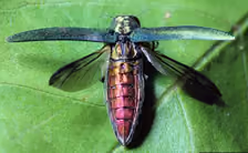 EAB