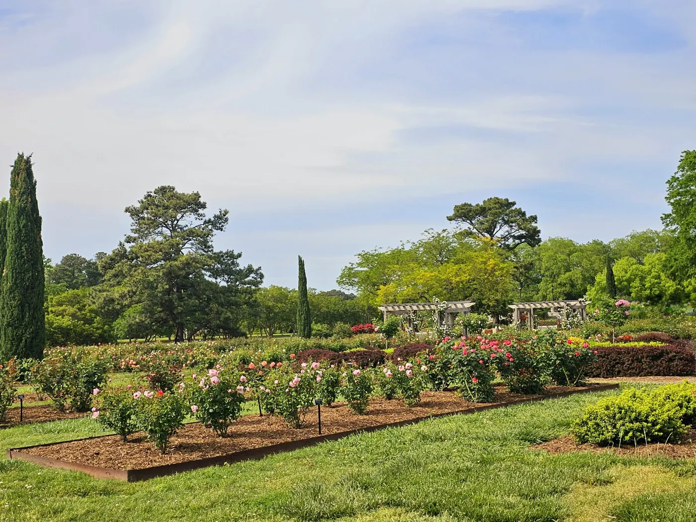 The rose garden at Norfolk Botanical Garden in bloom, the setting for the Senior Services Caregiver Appreciation Day.