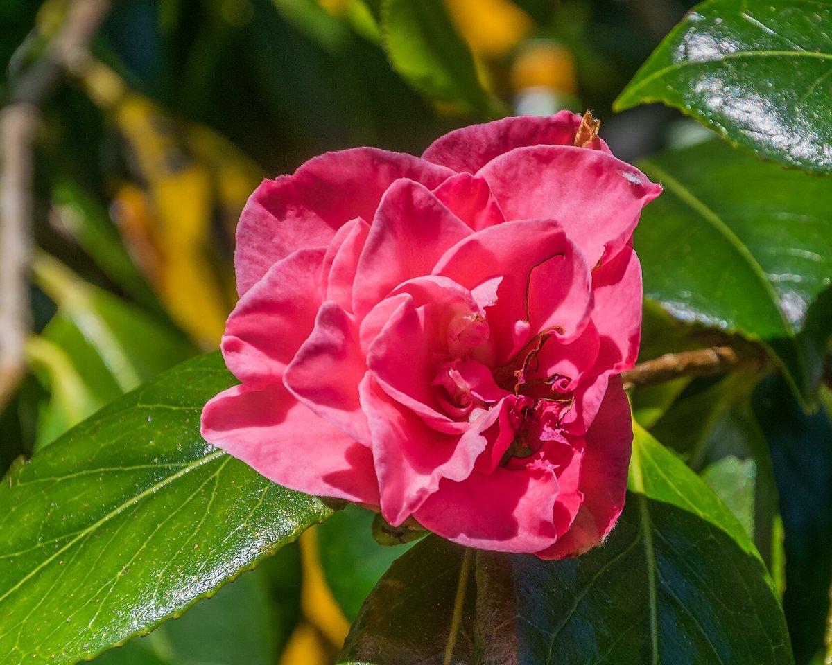 A camellia in bloom, Alabama's state flower and the root of this identity.