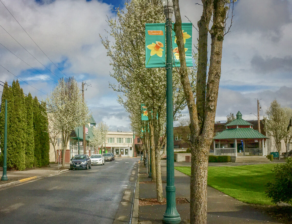 A downtown street lined with flowering trees and daffodil-illustrated banners near Heritage Park's gazebo.