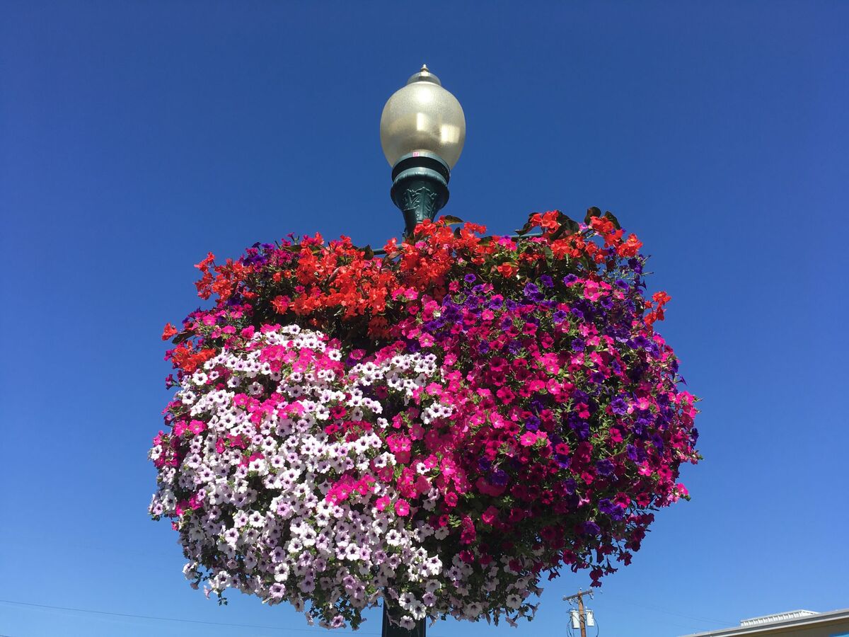 A downtown lamppost hanging basket overflowing with red, pink, purple, and white petunias against a clear blue sky.