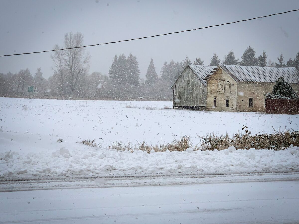Two weathered farm barns at the edge of a snow-covered field on the outskirts of Sumner.