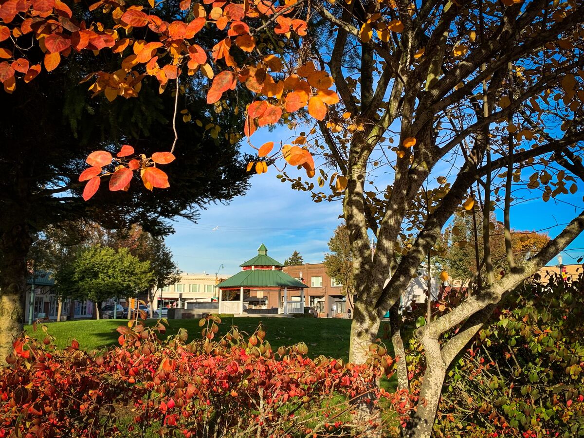 The Heritage Park gazebo seen through orange autumn leaves and branches across the park lawn.