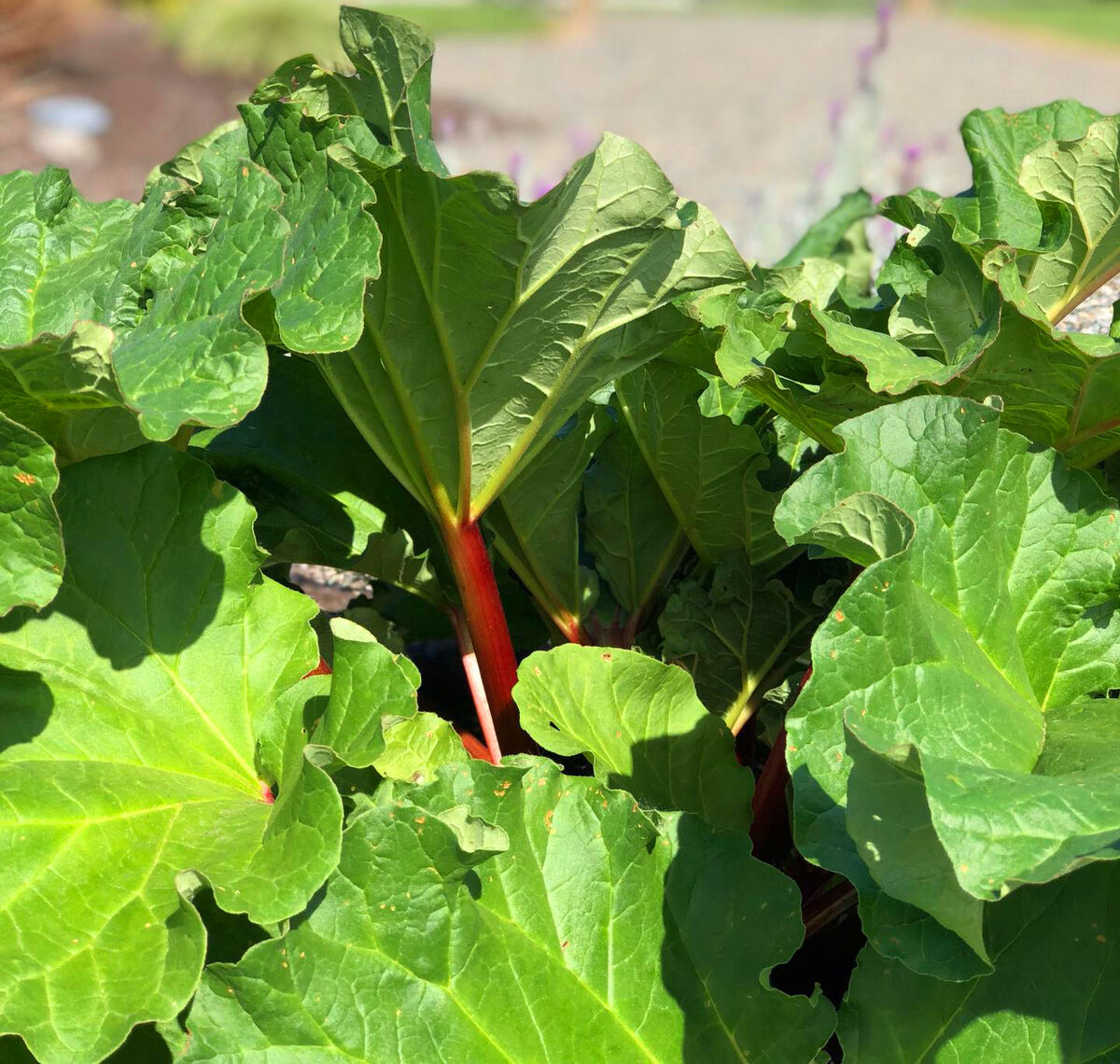 Sunlit rhubarb leaves and crimson stalks growing in a Sumner garden bed.