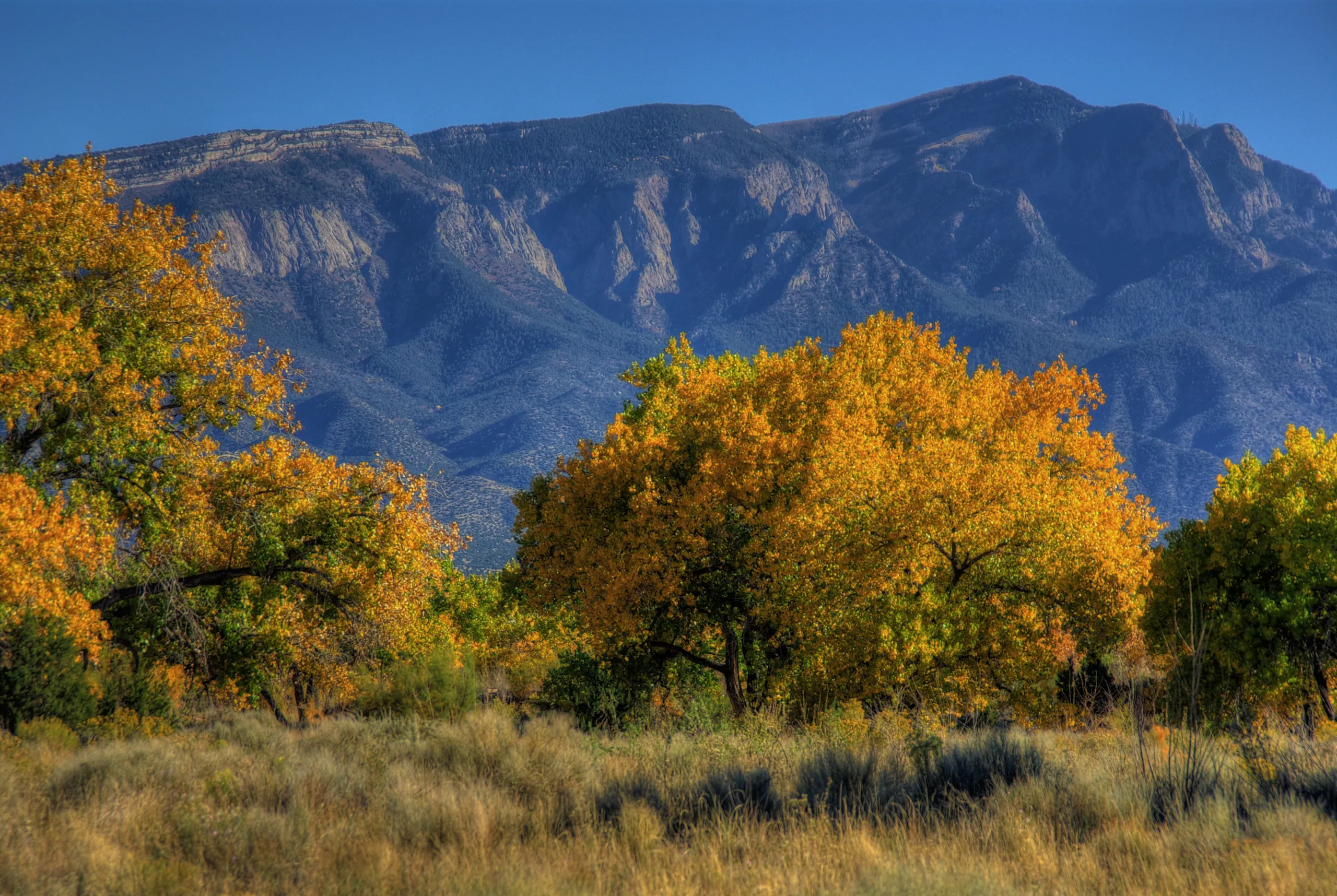 Cottonwoods turning gold in the bosque below the Sandia Mountains.