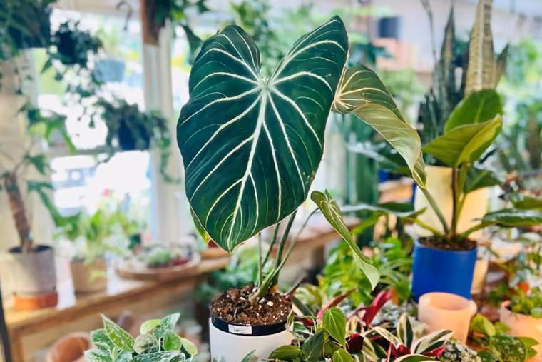 Hidden Seed Plant Co.