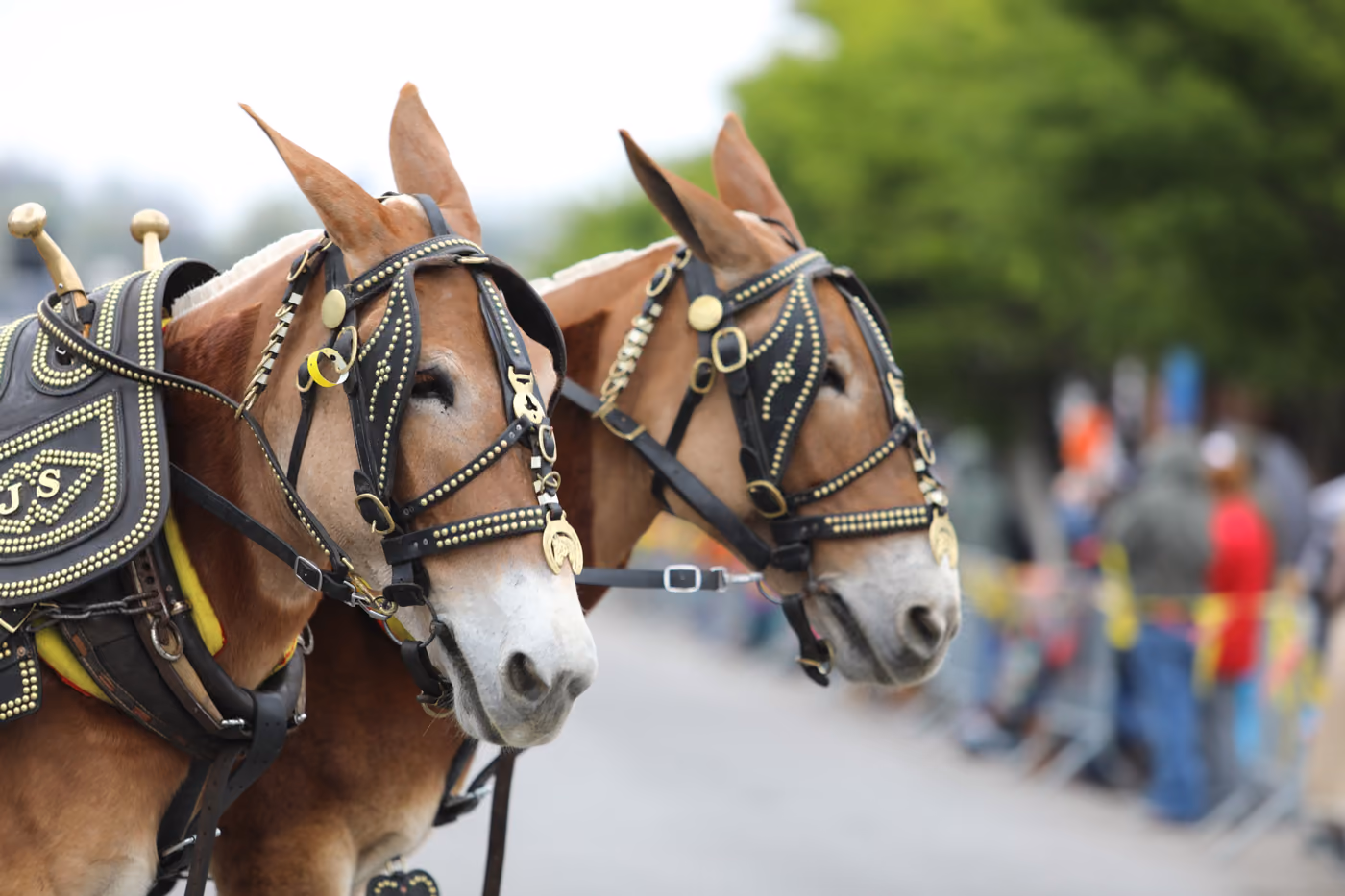 Two mules in brass-studded harness at the Mule Day parade, with the crowd blurred behind them.