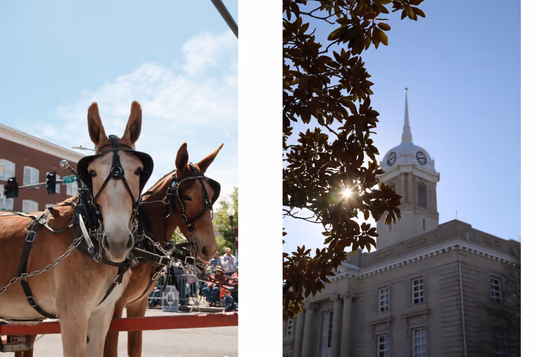 Make the Most of Mule Day in Columbia, TN