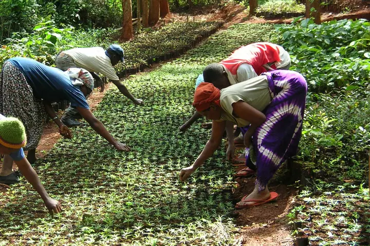 Neighbors in the Green Belt Movement, started by Nobel Peace Prize winner Wangari Maathai, plant tree seedlings in Tumutumu Hills, Kenya. Photo credit: Ariel Poster / Taking Roots Film