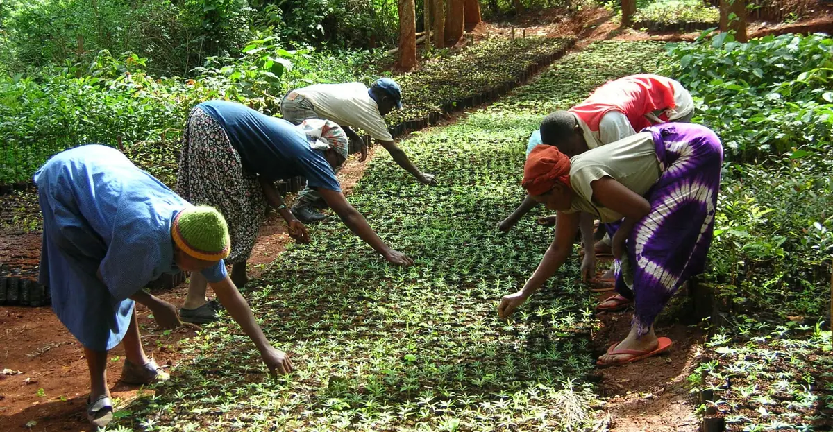 Neighbors in the Green Belt Movement, started by Nobel Peace Prize winner Wangari Maathai, plant tree seedlings in Tumutumu Hills, Kenya. Photo credit: Ariel Poster / Taking Roots Film
