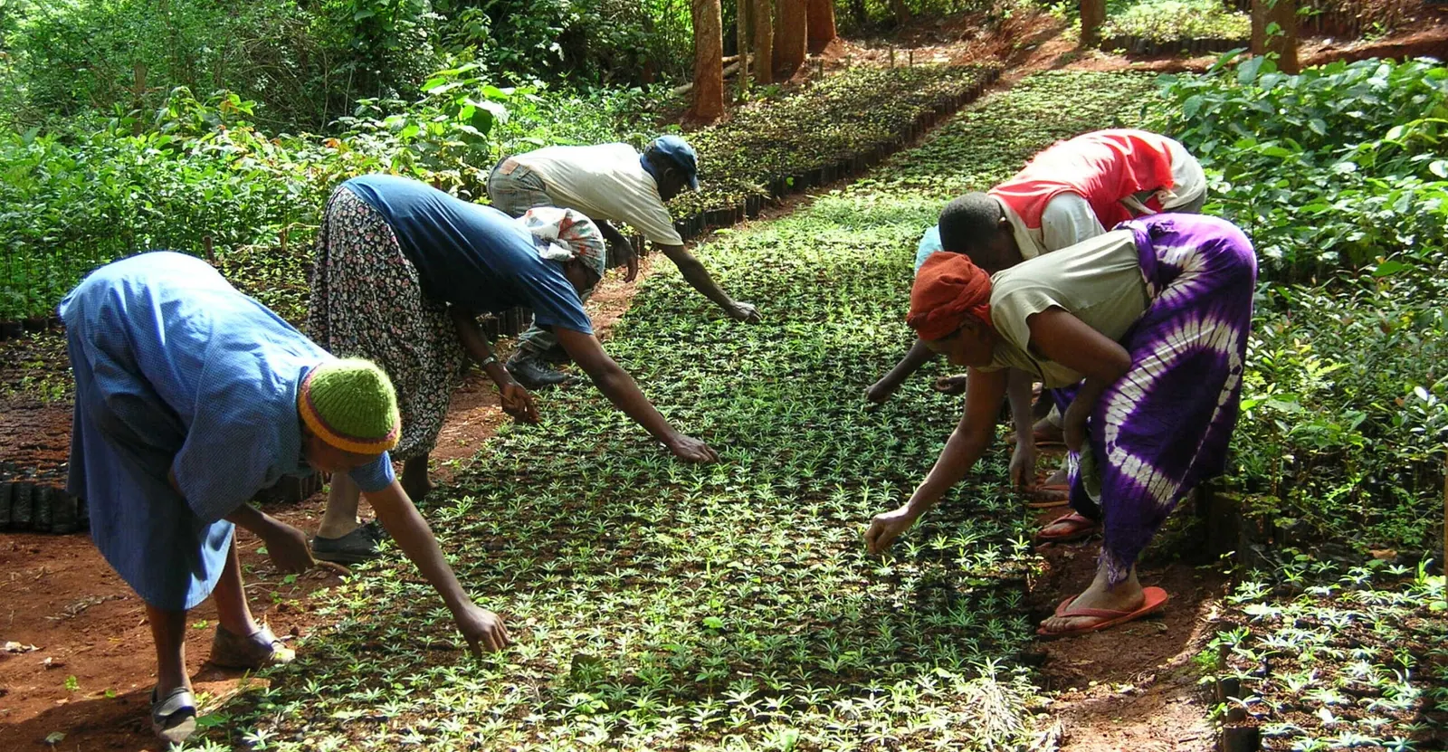 Neighbors in the Green Belt Movement, started by Nobel Peace Prize winner Wangari Maathai, plant tree seedlings in Tumutumu Hills, Kenya. Photo credit: Ariel Poster / Taking Roots Film